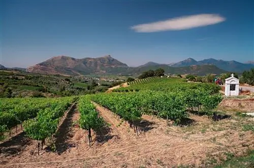 белое облако над виноградником в Nemea Wine Roads, Греция