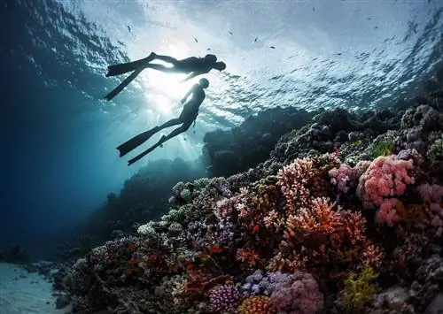 12 самых невероятных подводных сред на Земле