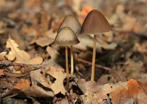 Mycelium Rising: Настоящее образование для 21 века
