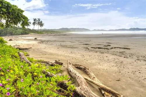 Playa Guiones в Носаре, в синей зоне Коста-Рика