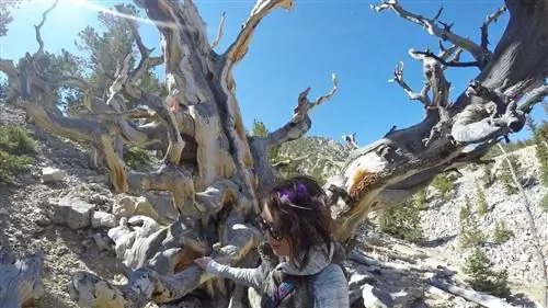 Деревья Большого бассейна Невады