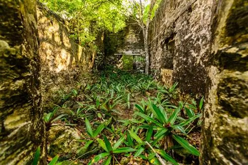 Зеленая плантация Уэйда