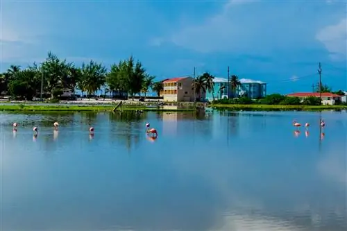 Фламинго в солончаке на Гранд-Терк