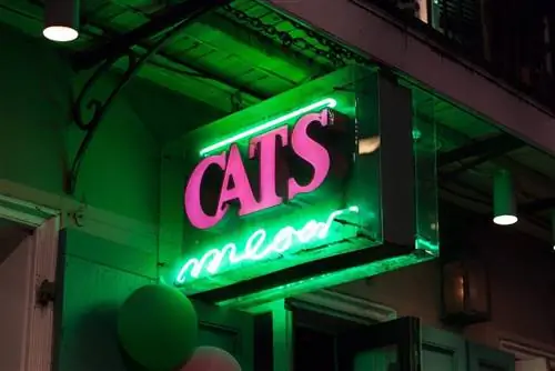 Кошки мяукают в барах NOLA, Bourbon Street