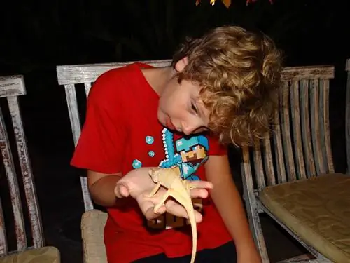 Explorason играет с хамелеоном