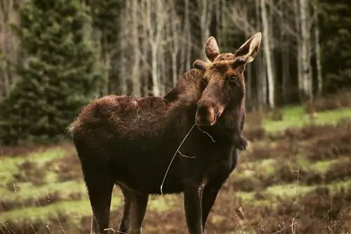 Пустыня Дуранго