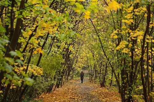 Женщина идет по тропинке через зеленую зону в Париже. (Тибо Камю/AP Images для C40)