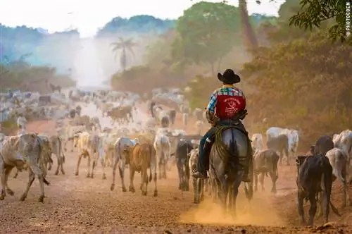 Transamazônica, Бразилия: самая длинная дорога через Амазонку