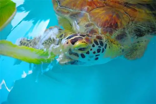 Sea Turtle Inc. Южный Падре