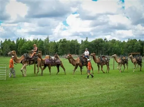 Верблюды Safari Wilderness Центральной Флориды