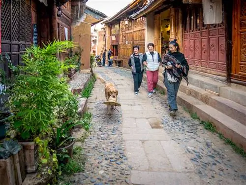 Собака в шляпе на китайской улице