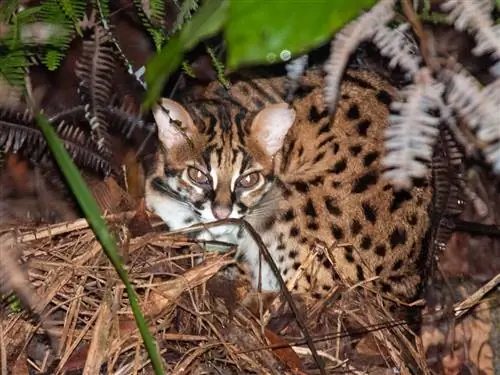 Поиски диких кошек на Борнео и отпугивание браконьеров