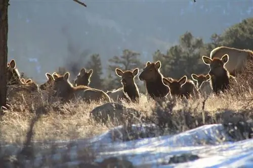 Почему зима - самое крутое время для посещения национального парка Роки-Маунтин в картинках