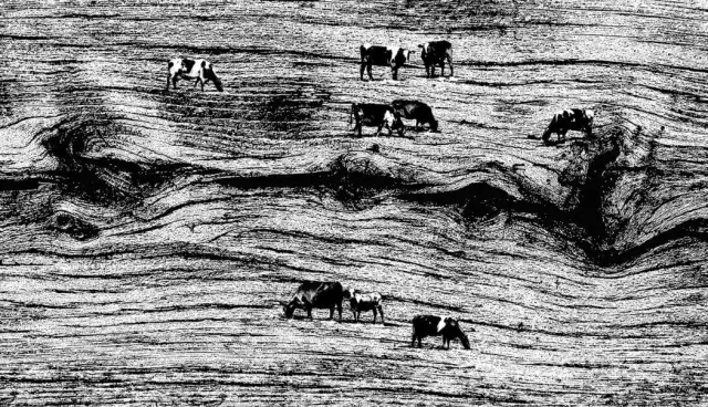 Древесные пейзажи