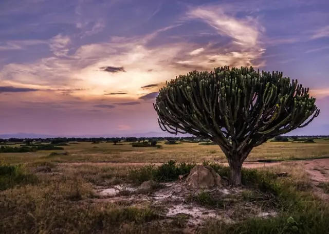 Откройте для себя Уганду: жемчужину Африки
