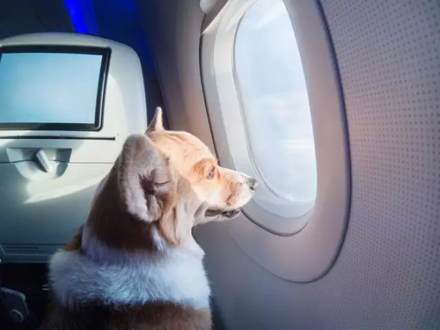 Путешествие с домашними животными: правила и советы авиакомпаний