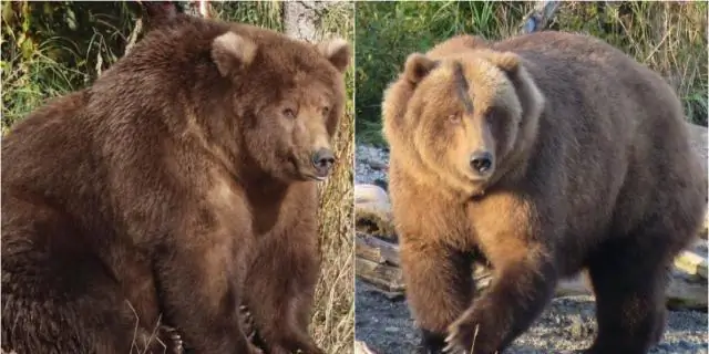 Неделя Толстого Медведя - вещь на Аляске, и этот парк нуждается в вашей помощи