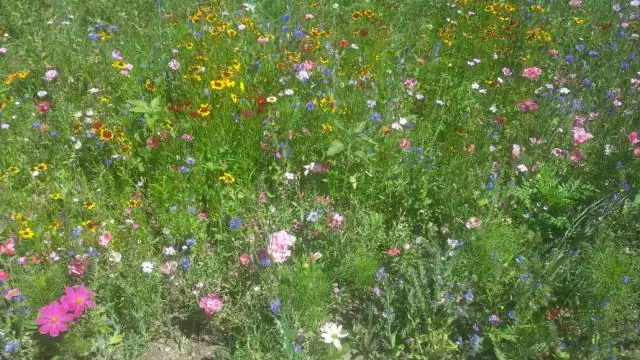 Генри Дэвид Торо Цитаты, чтобы вдохновить ваш следующий отпуск природы