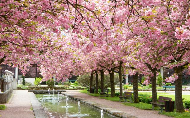 Когда и где увидеть цветы, цветущие по всему миру