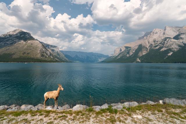 Как победить толпы в национальном парке Банф