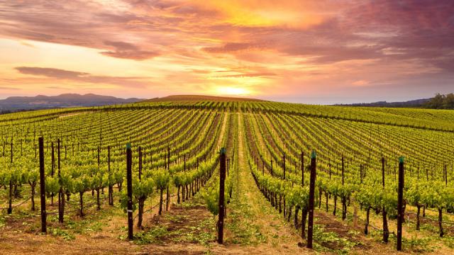 Savor Napa Valley Как мастер сомелье