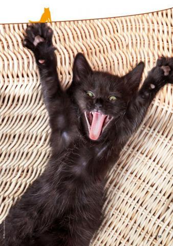 Руководство для взрослых по Диснейленду