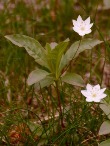 10 видов европейского хлеба с увлекательными историями