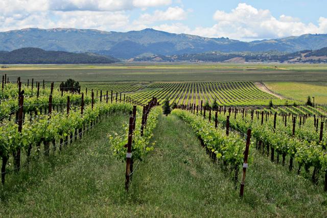 Как исследовать виноградники долины Напа - без вождения