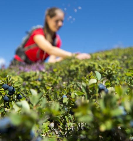 Секреты поиска лучших предложений на летние тарифы