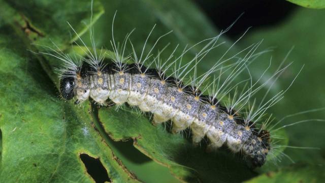 Как узнать, находитесь ли вы в легальном английском пабе