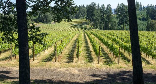 6 лучших виноделен в долине Уилламетт в штате Орегон