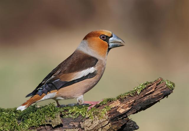 Справочник любителя устриц по Ирландии