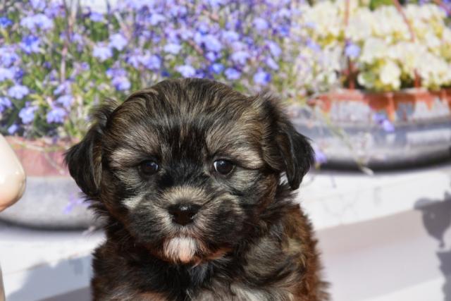 Где найти лучших итальянских Болоньезе