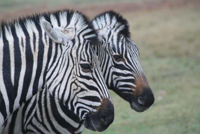 Ваши фотографии Safari могут угрожать дикой природе