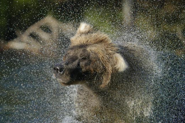 Три аляскинских звука услышать, прежде чем ты умрешь