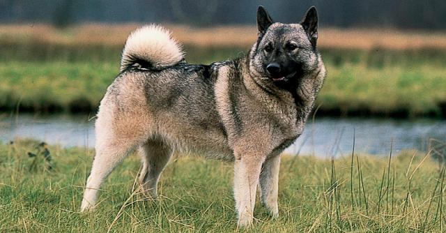 Бесстрашный путешественник: Даррелл Уэйд