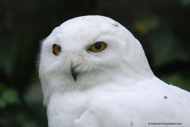 Этот сайт бронирования путешествий покроет ваше пребывание в удаленном отеле Greenland