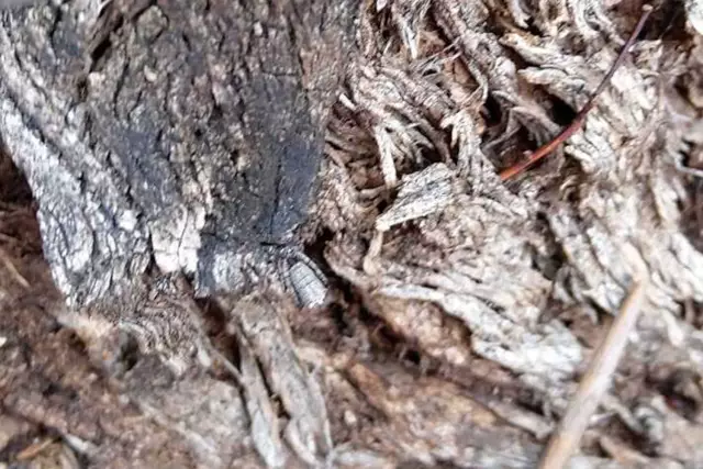 Первый взгляд: Ветхий зуб CAMO Spider and Chainring System