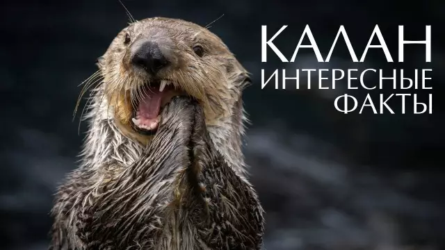 Гонка Морская выдра бесплатно, помогая детям встать на велосипеды