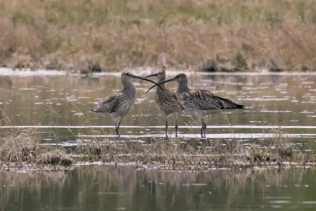 Все за одного, один за всех