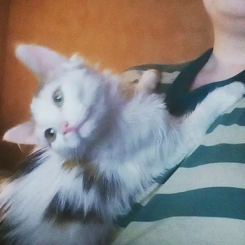 Найти дом с помощью Health Net-Maxxis