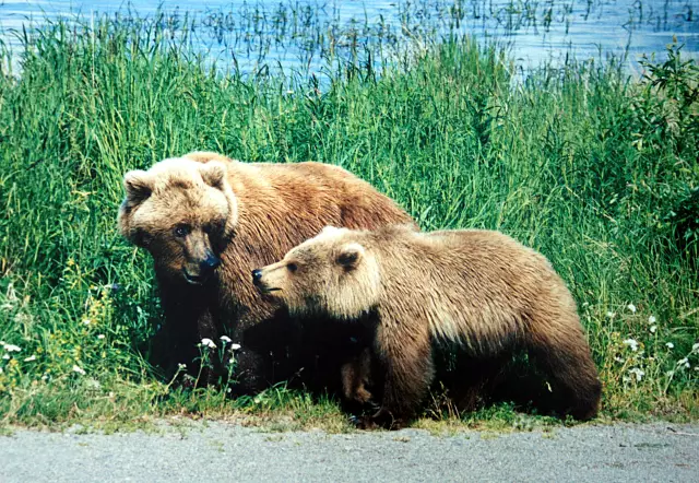 Последние утечки Fancy Bears включают записи TUE Эммы Йоханссон
