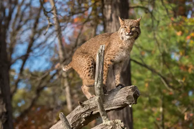 Вы быстрее, чем Bobcat?