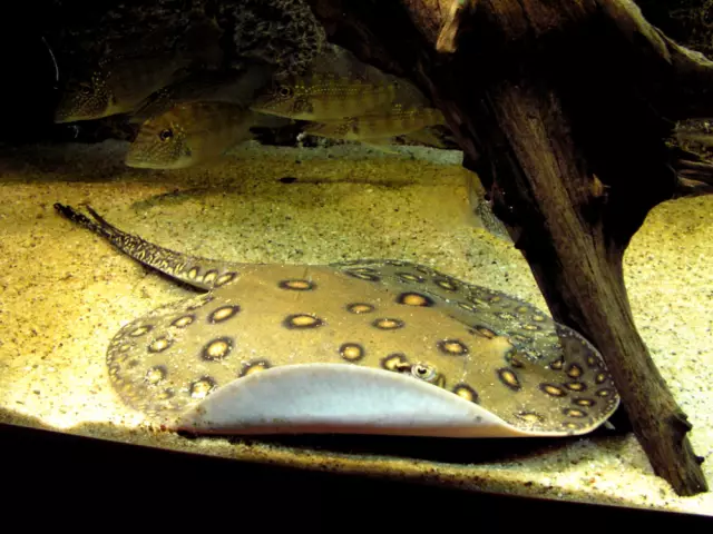 Дикий и прекрасный