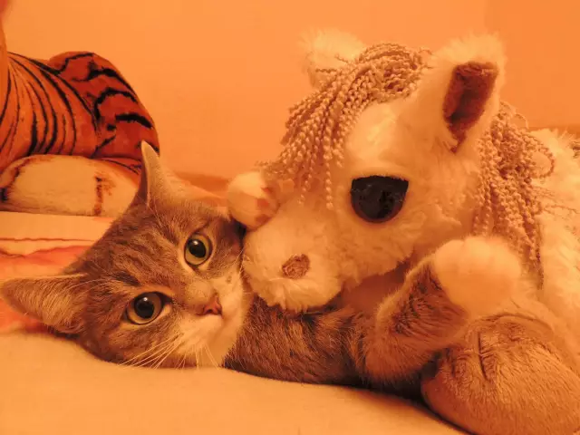 6 Вопросы, связанные с велоспортом Вы слишком смущены, чтобы спросить