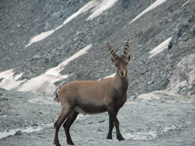 Выбор: Chamois In