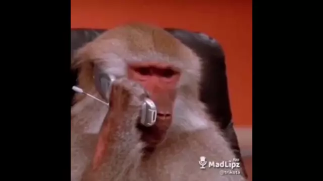 Обезьяна в сети говорит: получите с помощью программы