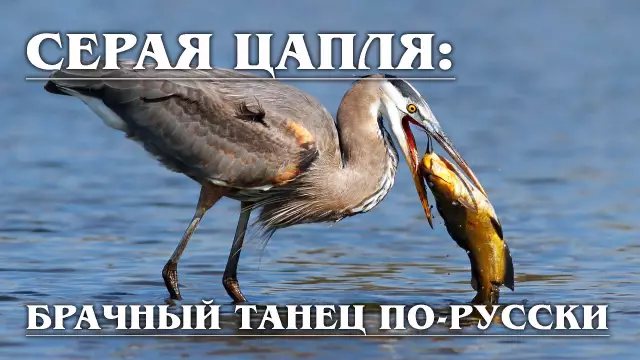 10 обычаев только южные африканы могут понять
