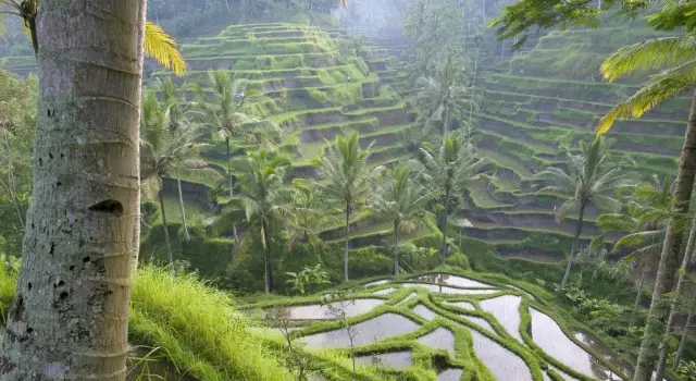 10 достопримечательностей, посещающих ubud, бали