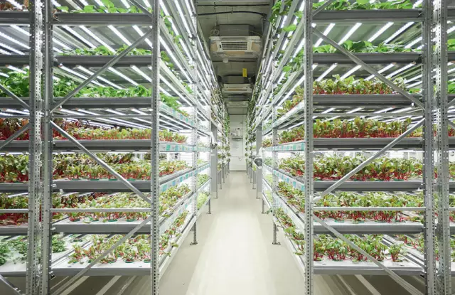 Может ли вертикальные фермы быть ответом на проблемы производства продуктов питания в Шанхае?